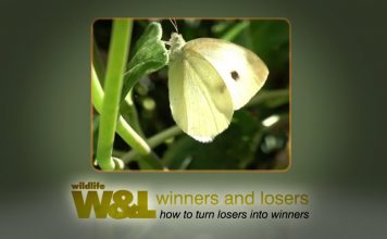 White’s Flight PROMO