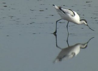 The eXe (Estuary) Movie