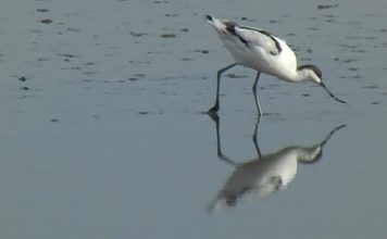 The eXe (Estuary) Movie