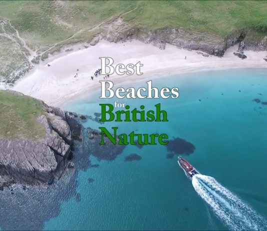 Best Beaches for British Nature