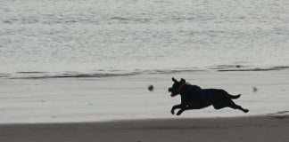 The eXe (Estuary) Movie PROMO