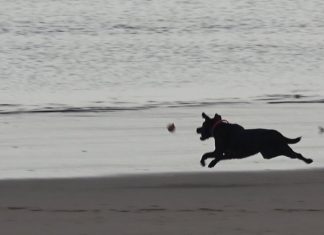 The eXe (Estuary) Movie PROMO