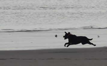 The eXe (Estuary) Movie PROMO