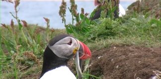 Telling The Wildlife Truth. Or Not?