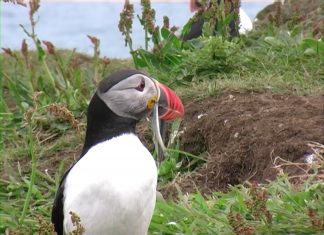 Telling The Wildlife Truth. Or Not?