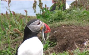 Telling The Wildlife Truth. Or Not?