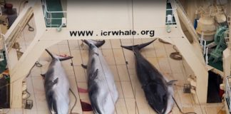 Wildlife Winners and Losers – Japan, typhoon, 13 October 2019