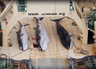 Wildlife Winners and Losers – Japan, typhoon, 13 October 2019