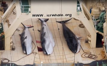 Wildlife Winners and Losers – Japan, typhoon, 13 October 2019