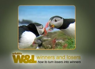 The Puffin Picture – Plus Plastic