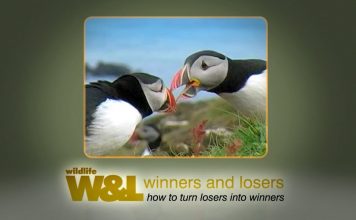 The Puffin Picture – Plus Plastic