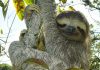 Pygmy three-toed sloth – naming its only home is more of a threat…