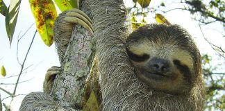 Pygmy three-toed sloth – naming its only home is more of a threat…