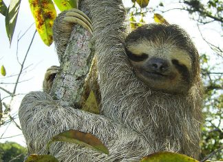 Pygmy three-toed sloth – naming its only home is more of a threat…