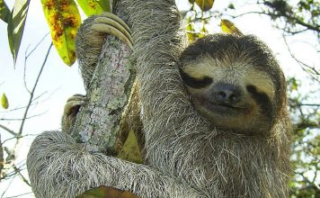 Pygmy three-toed sloth – naming its only home is more of a threat…