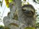 Pygmy three-toed sloth – naming its only home is more of a threat…