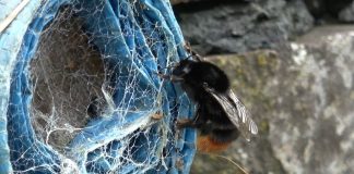 The Humble Bumblebee – Why it’s Amazing! PROMO