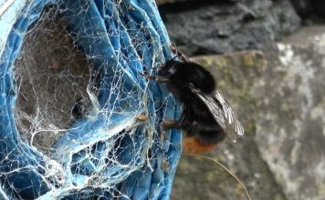 The Humble Bumblebee – Why it’s Amazing! PROMO