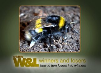 The Humble Bumblebee – Why it’s Amazing!