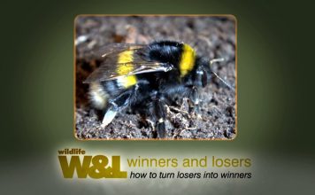 The Humble Bumblebee – Why it’s Amazing!
