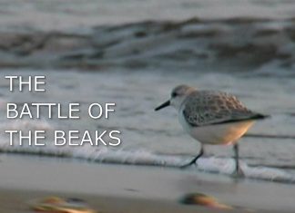 The Battle of the Beaks Promo
