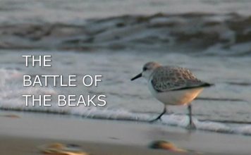 The Battle of the Beaks Promo