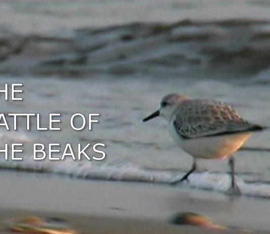 The Battle of the Beaks Promo