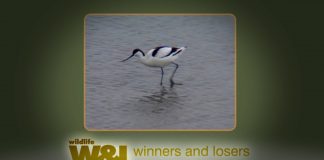 The Battle of the Beaks