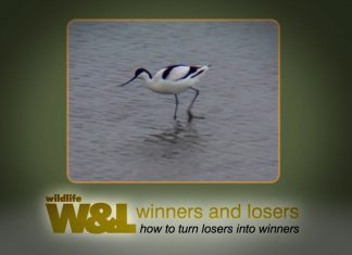 The Battle of the Beaks