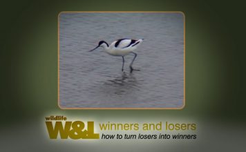 The Battle of the Beaks