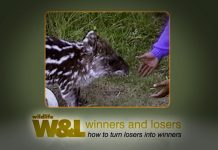 Esperanza – The Mountain Tapir