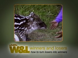 Esperanza – The Mountain Tapir