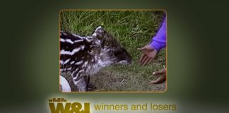 Esperanza – The Mountain Tapir