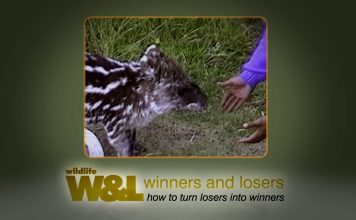 Esperanza – The Mountain Tapir