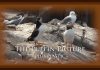 The Puffin Picture – Plus Plastic PROMO