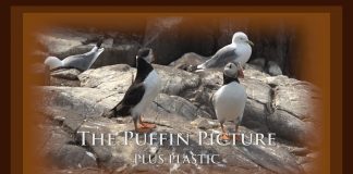 The Puffin Picture – Plus Plastic PROMO