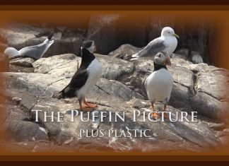 The Puffin Picture – Plus Plastic PROMO
