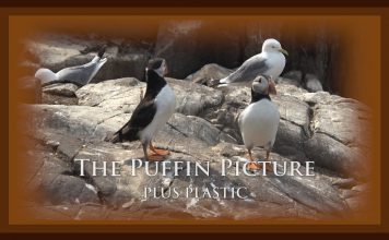 The Puffin Picture – Plus Plastic PROMO