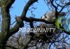 POODUNNIT? – A Wildlife Detective Story