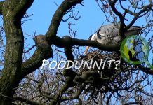 POODUNNIT? – A Wildlife Detective Story