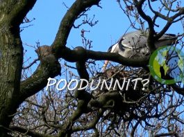 POODUNNIT? – A Wildlife Detective Story