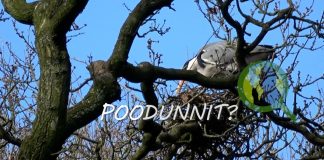 POODUNNIT? – A Wildlife Detective Story