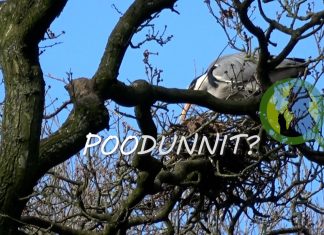 POODUNNIT? – A Wildlife Detective Story
