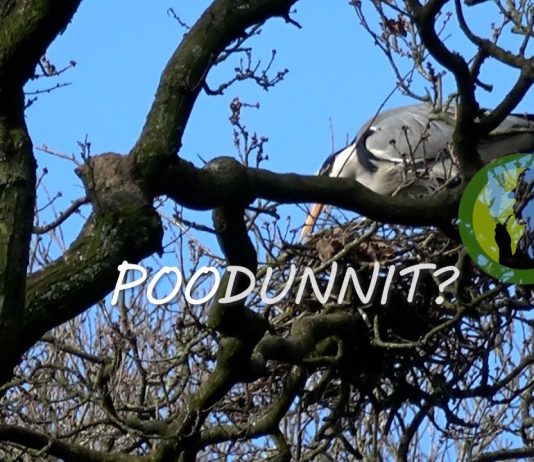 POODUNNIT? – A Wildlife Detective Story