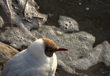 POODUNNIT?” Pollution Promo