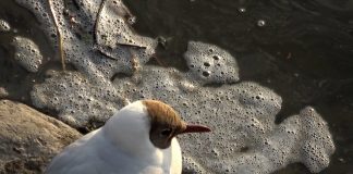 POODUNNIT?” Pollution Promo