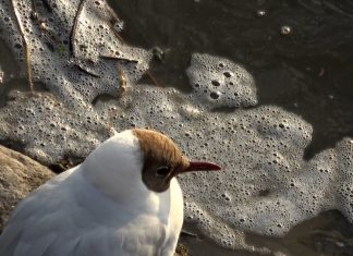 POODUNNIT?” Pollution Promo