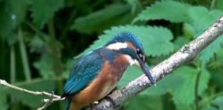 POODUNNIT? Intro Promo