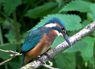 POODUNNIT? Intro Promo