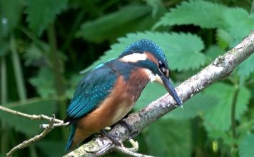 POODUNNIT? Intro Promo